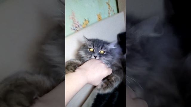 Как взбесить катёнка смотреть онлайн