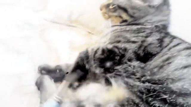Это Тося!)) смотреть онлайн