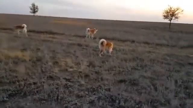 Акита ину Волгоград "Послушные мы" Прогулка в степи без поводков.. смотреть онлайн