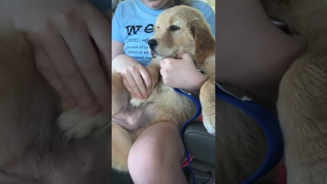 Puppy takes belly rubs into her own paws смотреть онлайн