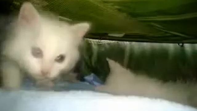 В логове диких кошек смотреть онлайн