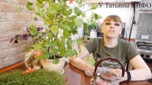 Активированный уголь – важный препарат для комнатных растений.