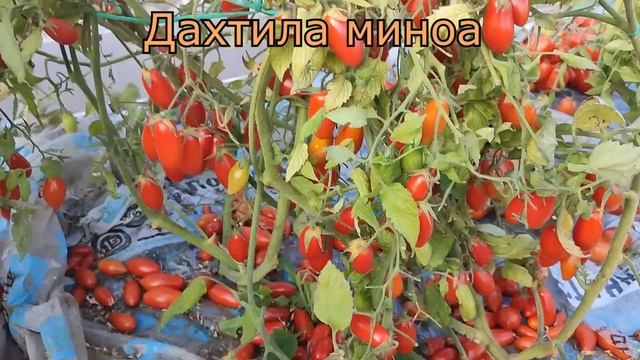 ЛУЧШИЕ СОРТА ТОМАТОВ ОТКРЫТОГО ГРУНТА 2023 смотреть онлайн