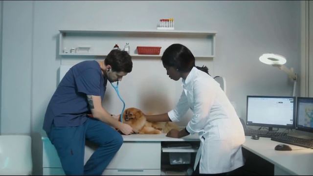 Сделали рентген, в ШOKE специалисты и хозяйка! Собаке стало плохо на пляже! смотреть онлайн