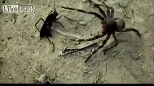 Brazilian wanderer spider vs tarantula hawk wasp scary nature смотреть онлайн