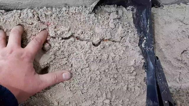 Выгонка тюльпанов онлайн 18.11.20. Активное укоренение луковицы тюльпанов и последствия! смотреть онлайн