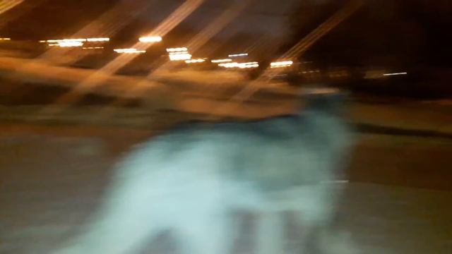 нашли собаку на улице | потерялась собака смотреть онлайн