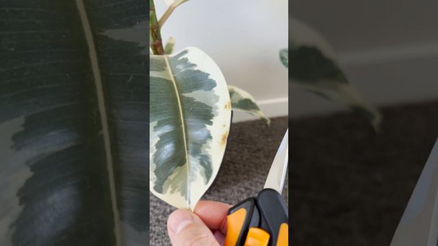 My Season Plant Routine смотреть онлайн