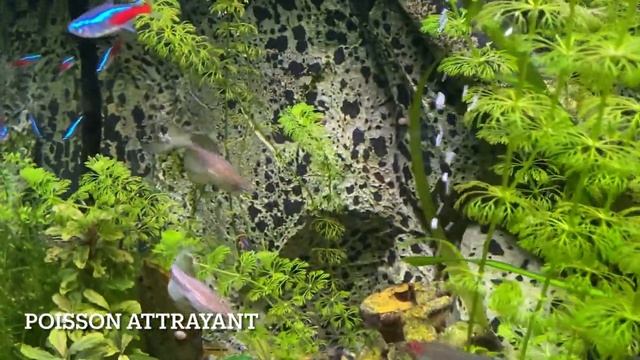 DANIO RERIO - DANIO VOILE / BRACHYDANIO смотреть онлайн