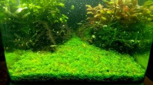 Стрижка и посадка в вабикусы почвопокровки хемиантус куба.