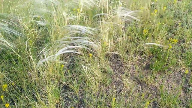 Ковыль перистый в Казахстане. 03.06.22.Ч.340. смотреть онлайн