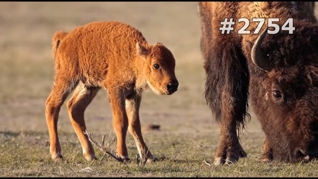 #2754. Зубры и бизоны (В мире животных) смотреть онлайн