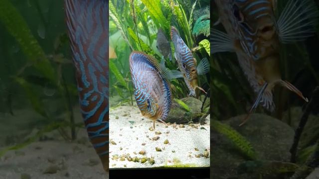 Discus RT Heckel Cross смотреть онлайн
