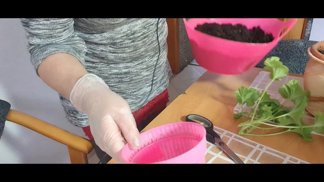 Влог - Vlog Обрезка - омоложение и размножение Герани - Пеларгонии смотреть онлайн