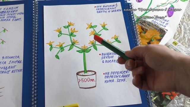 Формируем перцы для раннего урожая.Урок-6. смотреть онлайн