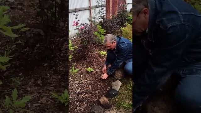 Выращиваем грибы на дачном участке 11