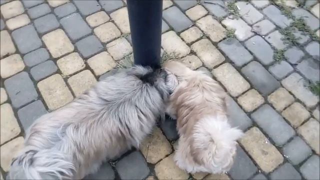 НЕССИНЬКА смотреть онлайн