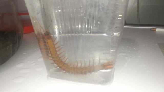 Путешествия с Друзьями на Лапках