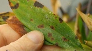 На орхидее пятна на листьях — что делать