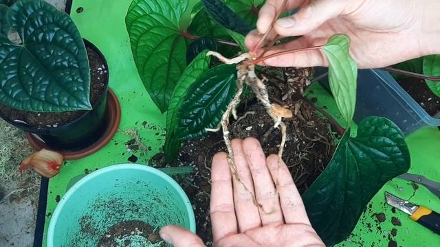 Антуриум СИРИХ Anthurium Sirih \ ПЕРЕСАДКА \ РАЗМНОЖЕНИЕ  \ОТДЕЛЯЕМ ДЕТОК