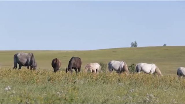 УВД ПРОДАЖА КОНЕЙ смотреть онлайн