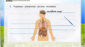 Задание 2 Организм человека - Окружающий мир 3 класс (Плешаков А.А.) 1 часть