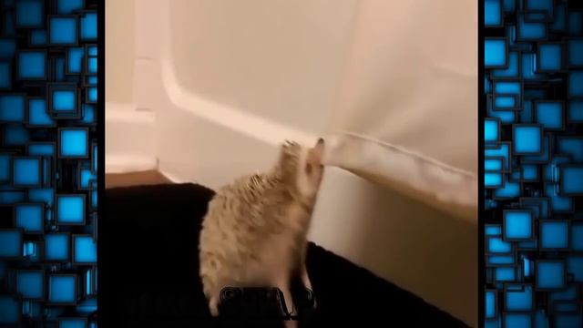 ⚠? ТЕСТ НА ПСИХИКУ, ПОПРОБУЙ НЕ ЗАСМЕЯТЬСЯ, а КТО ЗАСМЕЕТСЯ или УЛЫБНЕТСЯ - лайк :) смотреть онлайн