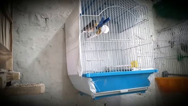 Дикие птицы певчие птицы реполов коноплянка смотреть онлайн
