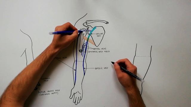 Superficial Veins of Upper Limb - Basilic & Cephalic veins | Anatomy Tutorial смотреть онлайн