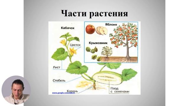 2й класс; Познание мира; "Декоративные растения" смотреть онлайн