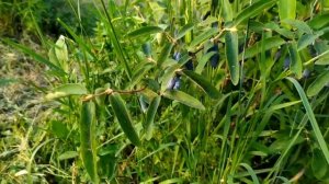 Жимолость созрела! Обзор сортов жимолости съедобной.