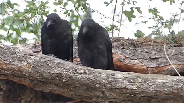 Кумушки-вороны ведут беседу на енисейском береге. смотреть онлайн