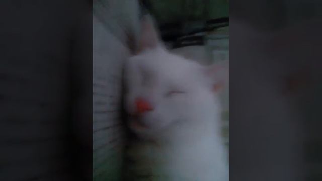 Minha gata tina mari смотреть онлайн
