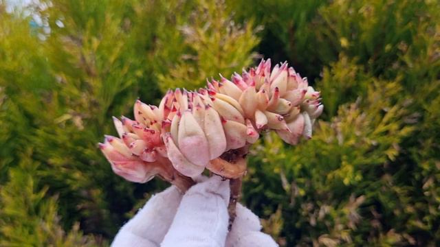 Echeveria Agavoides Maria crested смотреть онлайн