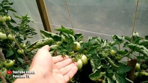 САМЫЙ НЕПРИХОТЛИВЫЙ НИЗКОРОСЛЫЙ СОРТ ПОМИДОР КОЛХОЗНЫЙ