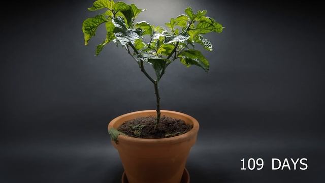 Growing YELLOW HABANERO Time-lapse