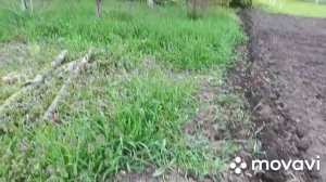 44. СЛАДКАЯ КУКУРУЗА. САХАРНАЯ КУКУРУЗА. ПОСЕВ КУКУРУЗЫ.РАССАДА КУКУРУЗЫ.КУКУРУЗА ВЫРАЩИВАНИЕ