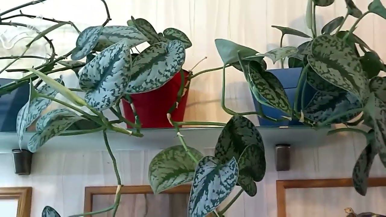 Комнатные растения. Сциндапсус/эпипремнум. смотреть онлайн