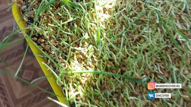 Эксперимент с субстратом для витграсса (experiment with a substrate for wheatgrass) part 3 смотреть онлайн