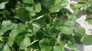 Обзор САМОГО ПОЗДНЕГО сорта клубники Мальвина. Сравнение Мальвины и Магнуса по сроку созревания.