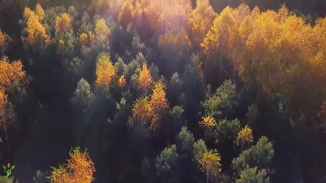 Красивая расслабляющая музыка, умиротворяющая успокаивающая музыка «Сентябрьские осенние листья» смотреть онлайн