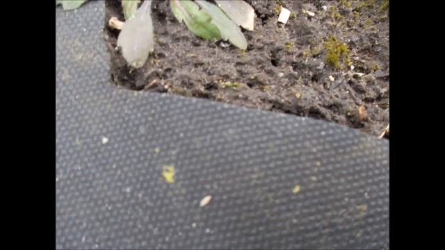 Чем отличается агроткань от агроволокна смотреть онлайн