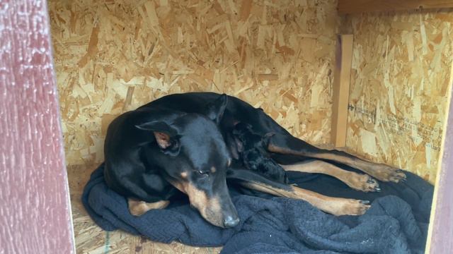 Doberman Dog is giving birth. ￼ Tuesday, December 13 смотреть онлайн
