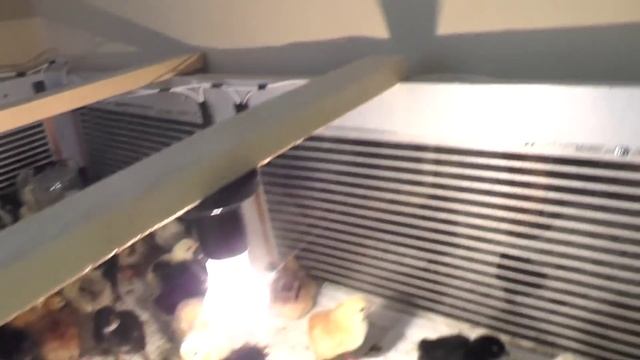 Брудер / устройства / преимущество и экономия / содержание цыплят, перепелят и индюшат смотреть онлайн