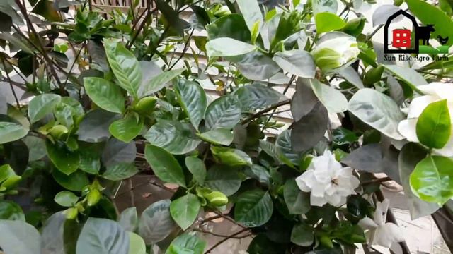গন্ধরাজ গাছে অধিক ফুল ধরাতে করনিয় কি কি ? Gardenia Plant Care