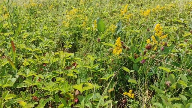 луговая клубника ? смотреть онлайн