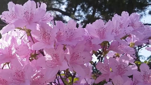 История долгого пути к счастью Петра и Вари. смотреть онлайн