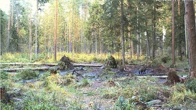 Еноты и сойки смотреть онлайн