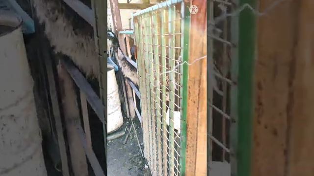 Страусиная ферма в Бишкеке// мини зоопарк// 24.10 смотреть онлайн