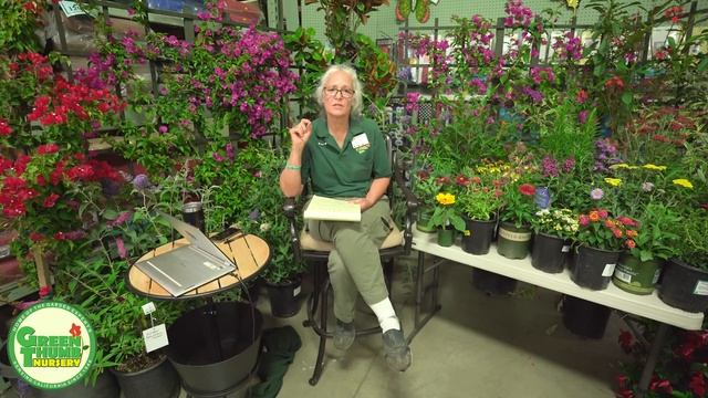 Tropical Milkweed vs Native Milkweed for Monarch Butterflies Gardening Class // Green Thumb Nursery смотреть онлайн